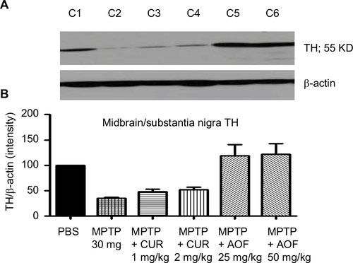 Figure 4 Immunoblot (A) and densitometry analysis (B) of midbrain TH for mice treated with PBS (C1), MPTP 30 mg/kg (C2), MPTP + 1 mg/kg CUR (C3), MPTP + 2 mg/kg CUR (C4), MPTP + 25 mg/kg AOF (C5), MPTP + 50 mg/kg AOF (C6).