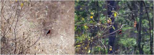 Figure 2. An illustration of the environmental differences by seasonality at BP puyango. the picture shows a perched Vermilion Flycatcher (Pyrocephalus rubinus) during the dry (left) and rainy (right) season. photos were taken by Alejandro Montalvo.
