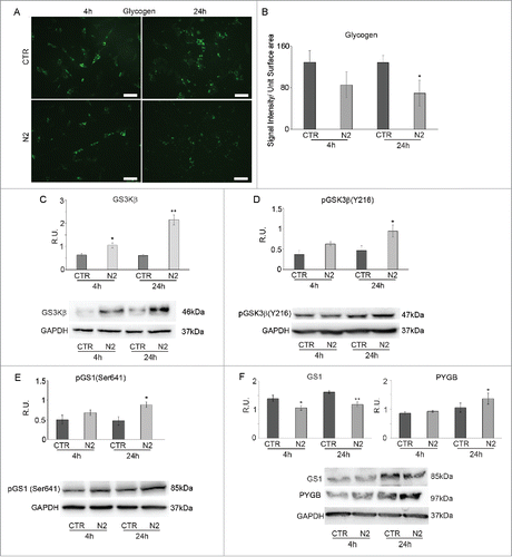 Figure 2. Glycogen immunolocalization in SH-SY5Y during differentiation (A). Undifferentiated (CTR) and differentianted (N2) cells at 4h and 24h from N2 treatment. Bar = 70 μm. B: Glycogen IF quantification expressed as Signal Intensity/Unit Surface Area (B). C: WB and relative densitometric analyses for GSK3β in undifferentiated (CTR) and differentiating (N2) cells at the indicated time-points. D: WB and relative densitometric analyses for pGSK3β(Y216) in undifferentiated (CTR) and differentiating (N2) cells at the indicated time-points. E: WB and relative densitometric analyses for pGS(Ser641) in undifferentiated (CTR) and differentiating (N2) cells at the indicated time-points. F: WB and relative densitometric analyses for GS1 and PYGB in undifferentiated (CTR) and differentiating (N2) cells at the indicated time-points. The relative densities of the immunoreactive bands were determined and normalized with respect to GAPDH, using a semiquantitative densitometric analysis. Data are mean ± SE of 4 different experiments. *P ≤ 0.05 and **P ≤ 0.005.