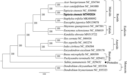 Figure 1. The phylogenetic tree of Tapiscia sinensis with other species.