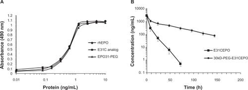 Figure 4 A) In vitro biologic assay based on proliferation of UT-7 cells. The EC50 (protein concentration achieving 50% of maximum effect) for E31C analog and EPO31-PEG were obtained (0.53 ± 0.03 and 0.54 ± 0.08, respectively), similar to recombinant human erythropoietin (rhEPO) (0.52 ± 0.04). B) Single intravenous injection of EPO31-PEG showed five-fold terminal half-life for unmodified protein in rats (36.47 hours ± 6.5 hours vs 7.22 hours ± 1.3 hours). Protein concentrations in all experiments were determined using Bradford dye binding assay.