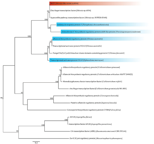 Figure 1. Phylogenetic tree of SbTF homologous proteins based on a maximum likelihood analysis of protein sequences. Maximum likelihood bootstrap support values (≥50%) are indicated above the nodes. The Shiraia-like strain zzz816 is shown in red, while other species with homologous transcription factors are shown in blue.