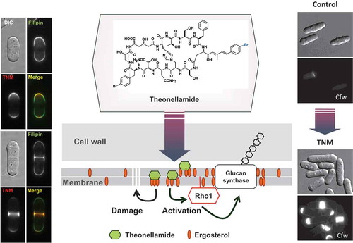 Figure 5. Mechanism of action of theonellamide (TNM) that binds ergosterol in fungi. A fluorescently labeled TNM was colocalized with filipin, a fluorescent probe for sterol, in fission yeast. On the other hand, TNM induces accumulation of 1,3-beta-D-glucan, which is visualized with calcofluor white (Cfw). Genetic analysis revealed that TNM binding to ergosterol causes activation of glucan synthase, which is mediated by Rho1, a small GTPase.