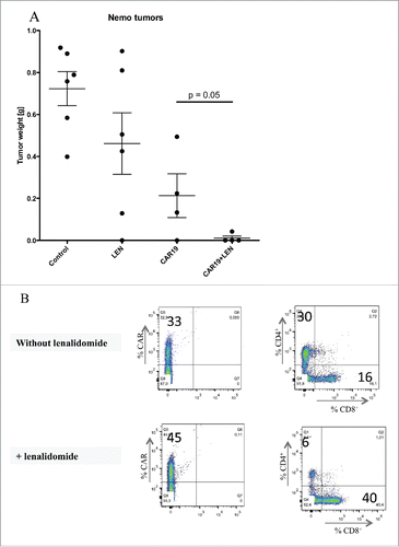 Figure 7. Lenalidomide enhances antitumor response in vivo to primary mantle cell lymphoma. (A) NSG mice received SC 5 million. NEMO cells followed by IV injection of two doses of 5 million CAR19 T cells and daily IP injection of LEN, 14 d later mice were sacrificed and the tumors were excised weighted. (B) The infiltration of tumors by T cells was analyzed by flow cytometry in a cell suspension prepared from excised tumors using antibodies to CD4+, CD8+ and CAR, one representative mouse is shown. The experiment in Fig. 7 was performed once.