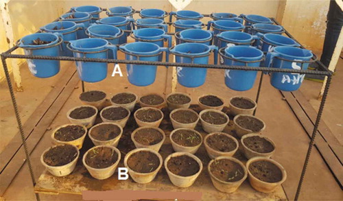 Figure 2. Metal frame holding perforated plastic pots with chopped sorghum stover (A) and clay pots with emerging B. pilosa (B).