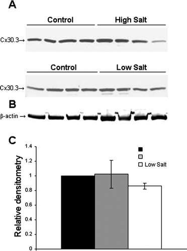 Figure 6 Immunoblotting analysis of Cx30.3 expression in the rat kidney under various dietary salt conditions. (A) Representative Cx30.3 blots of rat cortical tissue from animals fed a control, high, or low salt diet (n = 4 rats per experimental group). (B) Blots were probed with β-actin to demonstrate even loading. Specific bands for Cx30.3 and β-actin were detected around 37 and 42 kDa, respectively. (C) Densitometric analysis of Cx30.3 expression. No significant difference between control and high salt (p = 0.92) or control and low salt groups was observed (p = 0.09). Shown is mean ± SE of four rats per experimental group.