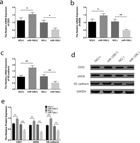 Figure 9. PI3 K and MEK1 reversed the effect of miR-126 on BMSC osteogenic differentiation. The mRNA expressions of ALP (a), OPN (b) and RUNX2 (c), their protein expressions (d) and the gray-scale quantification of their protein expressions (e) in BMSCs. Each experiment was conducted in triplicate. Multiple comparison was determined by ANOVA test followed by Tukey’s multiple comparisons test. P value <0.05 was considered statistically significant. *P < 0.05, **P < 0.01. PI3 K, phosphatidylinositol 3-kinase; MEK1, mitogen-activated protein kinase kinase 1; miR-126, microRNA-126; BMSCs, bone marrow-derived mesenchymal stem cells; ALP, alkaline phosphatase; OPN, osteopontin; RUNX2, runt-related transcription factor 2; ANOVA, analysis of variance
