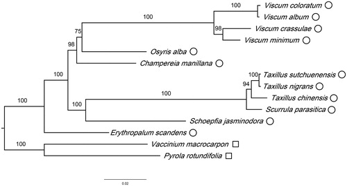 Figure 1. Phylogenetic relationships of Santalales species using whole chloroplast genome. GenBank accession numbers: Champereia manillana (NC_034931.1), Erythropalum scandens (NC_036759.1), Osyris alba (NC_027960.1), Schoepfia jasminodora (NC_034228.1), Taxillus chinensis (NC_036306.1), T. sutchuenensis (NC_036307.1), T. nigrans (MH095982), Viscum album (NC_028012.1), V. coloratum (NC_035414.1), V. crassulae (NC_027959.1) and V. minimum (NC_027829.1).