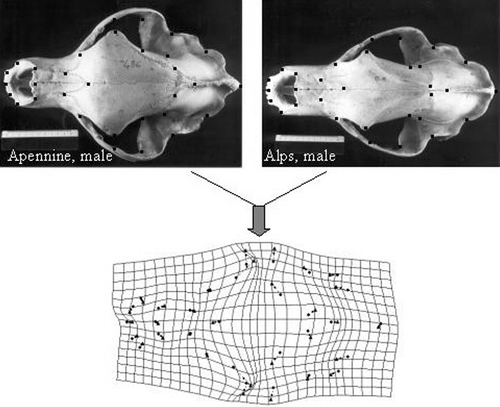 Figure 6. Above: pictures of the dorsal skull of an Alpine (left) and Apennine (right) adult male with landmarks (black dots) used to produce the aligned configurations for a geometric superimposition through GPA (Rohlf & Slice, Citation1990). Below: thin plate spline deformation grid derived from the superimposition of the two configurations through tpsSplin (Rohlf Citation2002). Regions of deformations indicate the main shape differences between the two skulls.