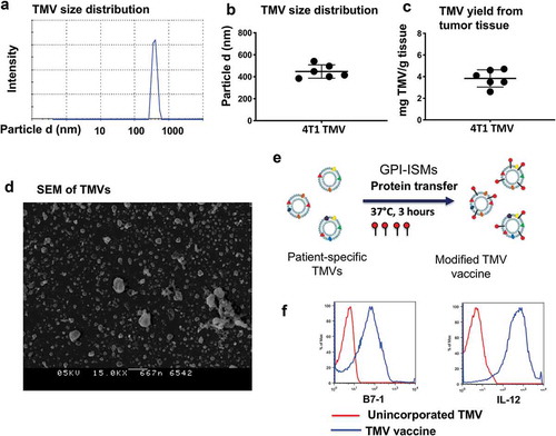 Figure 1. TMV vaccine preparation and characterization from 4T1 tumor tissue. (a) Zetasizer analysis of TMVs, (b) Size of 4T1 TNBC TMVs, (c) Yield of TMV, (d) Scanning electron microscopy (SEM) of TMV from 4T1 breast cancer tumor tissue, (e) Schematics of incorporating GPI-ISMs onto TMVs by protein transfer approach and (f) Flow cytometry analysis of TMV vaccine showing protein transfer-mediated incorporation of GPI-B7-1 and GPI-IL-12 onto 4T1 TMV