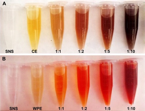 Figure 3 Biosynthesis of AgNPs.Notes: (A) Reaction mixtures of CE/SNS in different ratios (v/v). (B) Reaction mixtures of WPE/SNS in different ratios (v/v).Abbreviations: AgNPs, silver nanoparticles; CE, callus extract; SNS, silver nitrate solution; WPE, whole plant extract.