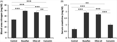 Figure 2. The effects of curcumin on the busulfan-induced impairment in BUN and serum creatinine. Mean ± SD of the BUN and serum creatinine in study groups (*p < .05, **p < .01, and ***p < .001). In the study groups (six animals per group) as compared by the ANOVA and LSD. ANOVA: analysis of variance; CM: conditioned medium; LSD: least significant difference.