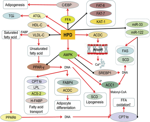 Figure 2. Hesperidin’s impact on lipid metabolism. (Source: Xiong et al., Citation2019)