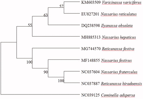 Figure 1. Phylogenetic relationships (determined using the method of maximum likelihood) among the members of Nassarius hepaticus (Order: Mollusca) based on the Complete mitochondrial genome. The numbers beside the nodes are percentages of 1000 bootstrap values. The Cominella adspersa (NC039125) species was used as an outgroup. Alphanumeric terms indicate the GenBank accession numbers.