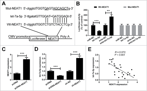 Figure 3. Verification of NEAT1 as a direct target of let-7a-5p. (A) The sequence of the predicted let-7a-5p targeting site within NEAT1 3′-UTR and the mutated sites were shown. (B) After co-transfection with pMIR-report plasmid and let-71-5p, anta-let-7a-5p or matched controls, the relative luciferase activity of pMIR-report plasmid containing Wt or Mut NEAT1 were evaluated in 5–8F cells. (C) The effect of pcDNA-NEAT1 on NEAT1 expression was validated by RT-qPCR. (D) RT-qPCR analysis of let-7a-5p expression in 5–8F cells transfected with pcDNA-NEAT1, sh-NEAT1 or matched controls. (E) The correlation analysis showed that let-7a-5p was negatively associated with NEAT1 in NPC tissues. **P < 0.01, and ***P < 0.001.