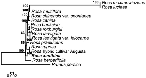 Figure 1. Phylogenetic relationships of 15 species based on chloroplast genome sequences. Taxon in bold formatting is the new chloroplast genome reported in this study. Bootstrap support is indicated for each branch. GenBank accession number: R. banksiae (NC_042194), R. berberifolia (NC_045126), R. canina (NC_047295), R. chinensis (CM009590), R. chinensis var. spontanea (NC_038102), R. hybrid cultivar (NC_044126), R. laevigata (NC_046824), R. laevigata var. leiocarpa (NC_047418), R. lucieae (NC_040997), R. multiflora (NC_039989), R. praelucens (NC_037492), R. rugosa (NC_044094), R. maximowicziana (NC_040960), R. roxburghii (NC_032038), R. xanthina (MT547539), Geum rupestre (NC_037392).