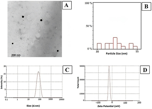 Figure 1 (A) SeNPs characterized by TEM (type JEOL-JEM 2100); (B) Hectogram of mean/nm particles size distribution; (C) Size distribution by intensity; (D) Zeta potential distribution (mV).