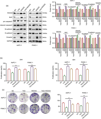 Figure 5. Overexpression of ROCK2 reversed the inhibitory effects of T4O on proliferation of PC cells. PC cells were treated with DMSO + NC, T4O + NC, DMSO + ROCK2 plasmid, and T4O + ROCK2 plasmid, respectively. (a) Western blot was used to detect the expression of ROCK2, Bcl2, pro-caspase-3, cleave-caspase-3, N-cadherin, E-cadherin, and Vimentin in each group of PC cells. (b) CCK-8 assay was used to detect the proliferative rate of PC cells in each group in 24 and 48 h. (c) colony formation assays was used to detect the colony formation of PC cells in each group. **, P < 0.01.