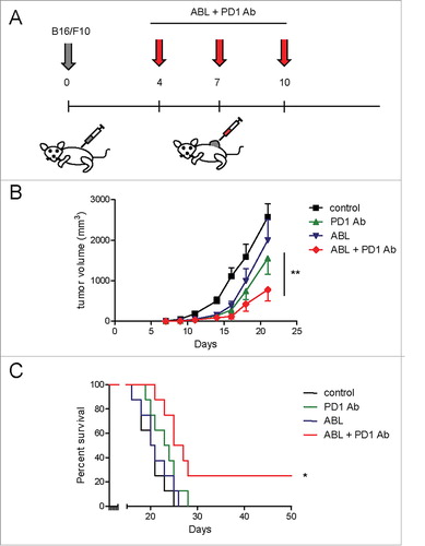 Figure 3. ABLs enhance the antitumor response of PD-1-blockade therapy in B16/F10 melanoma tumors. A) Treatment schedule. B16/F10 melanoma tumor cells were inoculated subcutaneously in C57BL6 mice. On days 4, 7 and 10 after tumor inoculation PD-1 blocking antibody was injected intraperitoneally in combination with ABL therapy injected intratumorally. B) Tumor growth kinetics was monitored by measurement with calibers every other day (8 mice per group). C) Overall survival of mice (8 mice per group). Experiment was repeated twice with similar results.