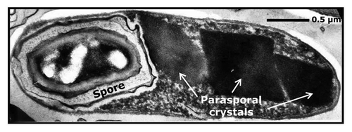 Figure 1 Transmission electron micrograph of a sporulated cell of Bacillus thuringiensis subsp. morrisoni strain C18 (× 44,000). Strain C18 was isolated from dead cotton bollworm larvae. The strain is unique in that it harbors 15 cry genes. The host range of C18 includes three major insect orders: Lepidoptera, Diptera and Coleoptera as well as nematodes. The parasporal crystals of C18 vary in shape and size (arrows), and represent ∼50% of the cell dry weight.