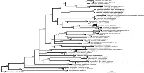 Figure 1. Bayesian phylogeny of Echiniscoididae based on COI. Values at the nodes signify posterior probabilities. Echiniscus testudo was used as an outgroup. The scale bar represents 0.5 substitutions per nucleotide position.