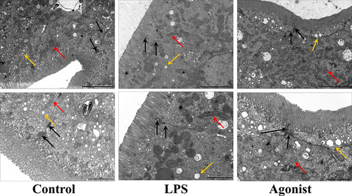 Figure 1 Transmission electron microscopy (TEM) of intestinal epithelial cells. Tight junction (black arrow); mitochondria (red arrow); lipid-droplet (yellow arrow). Scale above, 5µm. The scale below, 2µm.