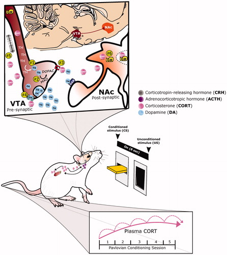 Figure 2. A proposed role for glucocorticoid-dopamine interactions in appetitive conditioning. The integrative response of dopamine (DA) and corticosterone (CORT) under appetitive Pavlovian conditioning is depicted. With repeated pairings of the 8-second presention of a lever-conditioned stimulus (CS) followed by a food-unconditioned stimulus (US), CORT (pink circles) increases both peripherally and centrally, while DA (blue circles) increases within the nucleus accumbens (NAc, orange structure). Corticosterone may potentiate dopamine release by acting within the ventral tegmental area (VTA, maroon structure) to: (1) increase tyrosine hydroxylase (TH), the rate limiting enzyme of DA biosynthesis, or (2) decrease monoamine oxidase (MAO), one of the degradation enzymes of DA. Alternatively, CORT may act presynaptically to mediate DA clearance and/or synaptic uptake by: (3) inhibiting the organic cation transporter (OCT3, red structure) or (4) the dopamine transporter. Finally, CORT may increase DA transmission (5) via glutamatergic synapses or (6) by acting directly upon glucocorticoid receptors (GR) within DA-receptive neurons.