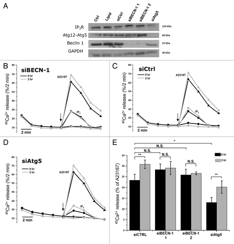 Figure 5. siRNA-mediated knockdown of Beclin 1, but not of Atg5, abolishes starvation-induced sensitization of Ins(1,4,5)P3R. (A) Western blot analysis of indicated proteins in HeLa cells treated with indicated siRNA duplexes. (B) Unidirectional 45Ca2+-flux experiments in siRNA-treated permeabilized cells pretreated with (3 h) or without (0 h) HBSS. During the experiment cells were exposed to 0.7 µM Ins(1,4,5)P3 (circles) or 10 µM A23187 (triangles). The arrows indicate the addition of Ins(1,4,5)P3 or A23187. Representative traces are shown of fractional 45Ca2+ release (%/2 min) as a function of time in cells treated with siRNA against BECN1 siBECN-1 1. (C) Unidirectional 45Ca2+-flux experiments in control siRNA (siCtrl)-treated cells. (D) Unidirectional 45Ca2+-flux experiments in siRNA-treated cells against ATG5 (siAtg5). (E) Quantitative analysis of the Ins(1,4,5)P3-induced 45Ca2+ release relative to the A23187-induced 45Ca2+ release in cells pretreated with (3 h) or without (0 h) HBSS (n = 4). *p < 0.05; **p < 0.01; N.S. not significant (paired t-test).