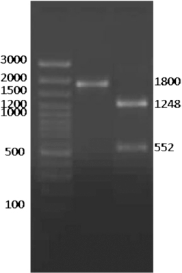 Figure 2. Restriction endonuclease analysis using Ssp1 for confirmation of PFR2 gene. Lane M: 100 bp DNA ladder plus (Fermentas). Lane 1: Uncut PCR product of T. evansi. Lane 2: SspI digested PCR product of T. evansi.