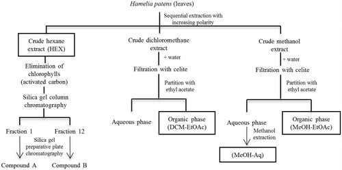 Figure 1. Flow chart for the extraction, fractionation and compounds isolation from Hamelia patens. The leaves were subjected to sequential maceration with hexane, dichloromethane and methanol. Chlorophyll was removed with activated carbon or by filtration over celite. The hexane extract (HEX) without chlorophyll was fractionated by silica–gel column chromatography. Fractions 1 and 12 were purified by preparative plate chromatography, yielding two compounds. The dichloromethane and methanol extracts were subjected to liquid–liquid extraction with ethyl acetate (DCM–EtOAc and MeOH–EtOAc). The residue of the aqueous phase of the methanol extract was extracted again with methanol (MeOH–Aq).