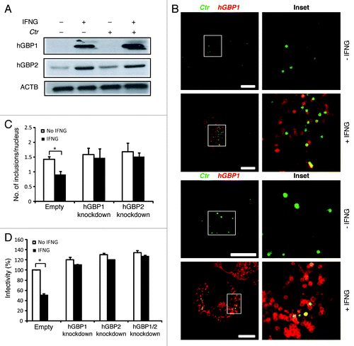 Figure 2. Early interactions of hGBP1 and GBP2 with chlamydial inclusions mediated IFNG-induced C. trachomatis growth inhibition. (A) Anti-hGBP1 and -GBP2 immunoblot analysis of total lysates from uninfected macrophages, and uninfected macrophages exposed to 100 U/ml IFNG for 24 h. Other monolayers were pretreated with IFNG for 24 h prior to infection and then infected in the presence of IFNG. Host ACTB was used as loading control. (A) hGBP1/2 expression is induced by IFNG, while infection alone had minimal stimulatory effect on hGBP2 expression. Only very low amounts of cellular hGBP2 can be detected in control cells, compared with treated cells. Blot is representative of two independent experiments (B) Double immunofluorescence labeling of hGBP1, hGBP2 and C. trachomatis in macrophages stimulated for 24 h with 100 U/ml IFNG and then infected for 2 h with C. trachomatis (MOI 50). IFNG untreated cells were similarly infected. Upon IFNG induction hGBP1/2 localized to inclusions. For quantification, approximately 100 cells were examined for hGBP1/2-C. trachomatis colocalization in cytokine-treated or untreated cells. Colocalization calculated as a mean percentage: for each treatment, number of hGBP1/2 positive inclusions/total number of inclusions × 100 from two independent experiments (C and D) Deletion of either hGBP1, hGBP2 or both promotes intracellular growth of the bacterial inclusion. Unstimulated and IFNG-stimulated THP1-derived macrophages were infected with C. trachomatis for 48 h (MOI 5). IFNG stimulation did not inhibit chlamydial growth in hGBP1, hGBP2 or double knockdown deficient cells compared with THP1- and control (empty)-derived macrophages. (C) Analysis of inclusion numbers in cells infected (MOI 5) for 48 h was performed by counting inclusions in 100 cells. (D) Infectivity of bacteria in hGBP1 or hGBP2 deficient cells, as well as double knockdown cells is 2-fold higher than in control (empty)- or THP1-derived macrophages. Results depicted as mean percentage normalized to control. Results shown in (C and D) are from three independent experiments. Error bars ± SD. Statistical significance was analyzed by Student’s t-test; *p < 0.01. Scale bars: 10 μm.