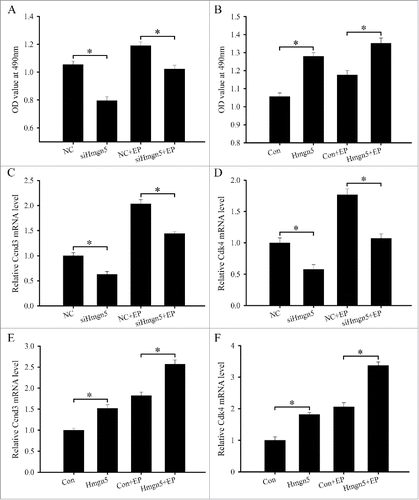 Figure 3. Effects of Hmgn5 on the proliferation of uterine stromal cells. (A) Effects of Hmgn5 siRNA on the proliferation of uterine stromal cells. After transfection with Hmgn5 siRNA, stromal cells were analyzed by MTS assay in the absence or presence of estrogen and progesterone. (B) Effects of Hmgn5 overexpression on the proliferation of uterine stromal cells. After transfection with Hmgn5 overexpression plasmid, stromal cells were analyzed by MTS assay in the absence or presence of estrogen and progesterone. (C) Effects of Hmgn5 siRNA on the expression of Ccnd3 in the stromal cells. (D) Effects of Hmgn5 siRNA on the expression of Cdk4 in the stromal cells. (E) Effects of Hmgn5 overexpression on the expression of Ccnd3 in the stromal cells. (F) Effects of Hmgn5 overexpression on the expression of Cdk4 in the stromal cells. NC, control siRNA; siHmgn5, Hmgn5 siRNA; Con, empty pcDNA3.1 vector; Hmgn5, Hmgn5 overexpression plasmid.