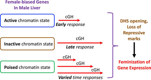 FIG 10 Model for the impact of chromatin state in male liver on time responsiveness of female-biased genes to cGH infusion. Female-biased genes that are already in an active chromatin state in male liver are enriched for early responses to cGH (genes in clusters F1 and F2), whereas genes in an inactive state in male liver are enriched for late responses to cGH (cluster F5 genes). Female-biased genes in a poised chromatin state in male liver showed varied cGH time responsiveness (Fig. 5B); these genes are most commonly in an active chromatin state in female liver and are therefore presumed to transition from a poised to an active chromatin state in response to cGH infusion. cGH induction of female-biased genes is proposed to involve opening of distal DHS and loss of repressive chromatin marks, as shown for several individual female-biased genes in Fig. 6 and 7. cGH induction likely also involves acquisition of activating marks. cGH repression of male-biased genes is proposed to involve DHS closing, as shown for Gstp1 in Fig. 7, and likely also loss of activating chromatin marks.