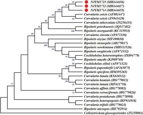 Fig. 2 (Colour online) Phylogenetic tree inferred from the nuclear ribosomal DNA internal transcribed spacer (rDNA-ITS) sequences of the three Curvularia coicis isolates (NJYM1714, NJYM1725 and NJYM1732) obtained from leaves of Chinese pearl barley, two C. coicis isolates (AF081447 and JN943429), and closely related species isolates retrieved from GenBank through the Neighbour-joining method using MEGA 4. The numbers near the branches represent Neighbour-joining bootstrap values calculated from 1000 replicates. Values below 50% were collapsed. Colletotrichum gloeosporioides Penz. was used as an out-group.