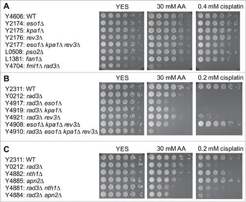 Figure 8. Involvement of TLS and BER in acetaldehyde-mediated DNA damage response. Five-fold serial dilutions of the indicated mutants were incubated on YES agar medium supplemented with the indicated drugs for 3 to 5 d at 30°C. (A) Single TLS mutants failed to show acetaldehyde and cisplatin sensitivity. (B) TLS polymerases become more important for the cellular tolerance to acetaldehyde when Rad3 is absent. (C) BER is involved in acetaldehyde-mediated DNA damage response. Representative images of repeat experiments are shown.