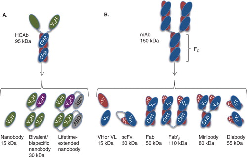 Figure 1. Antibodies and their derived antigen-binding fragments. A. Camelid heavy-chain-only antibody (HCAb) and its VHH (also known as nanobody or sdAb), bivalent and circulation-lifetime extended nanobody constructs. B. Conventional mAb and the derived Fab, scFv, Fv domains VL or VH, Fab’2, minibody and diabody.