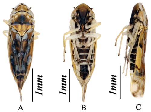 Figure 1. K. populi in habitus (A) dorsal view; (B) ventral view; (C) lateral view (The species reference pictures in this paper were taken by the author of this paper on 10 September 2022 at the Biological Laboratory of the School of Karst Science, Guizhou Normal University).
