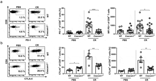 Figure 5. Dysregulated expression of co-inhibitory molecules in Ceacam1−/− mice. Ceacam1−/− and WT mice were orally infected with ~ 2 × 109 CFU of C. rodentium or gavaged with PBS. At day 10 post infection, lamina propria cells of the colon were isolated and characterized by flow cytometry for the frequency and MFI of (a) of PD1+ CD8+ T cells and (b) CTLA-4+ CD8+ T cells. All data are presented as mean ± SEM. Statistics were performed using the Student’s t-test (*, p < .05; **, p < .01; *** p < .001, ****, p < .0001).