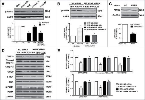 Figure 7. AMPK activation was responsible for the protection of ACh in the context of H/R. (A) ACh increased the phosphorylation of AMPK after H/R, which was blocked by 4-DAMP (10−6 M). *P < 0.01 vs Con; #P < 0.01 vs H/R; &P < 0.01 vs ACh-treated H/R group. (B) M3 AChR-depleted cells reduced the AMPK phosphorylation in the context of H/R. (C) The silencing efficiency of AMPK siRNA. (D) Representative immunoblots and quantitative analysis of GRP78, cleaved caspase-12, CHOP, p-PERK, PERK, p-IRE1 and IRE1 after AMPK/NC siRNA with or without ACh in the context of H/R. The data expressed as mean ± SEM in each bar graph represent the average of 4 independent experiments. *P < 0.01 vs NC siRNA group. #P < 0.01 vs ACh-treated NC siRNA group.