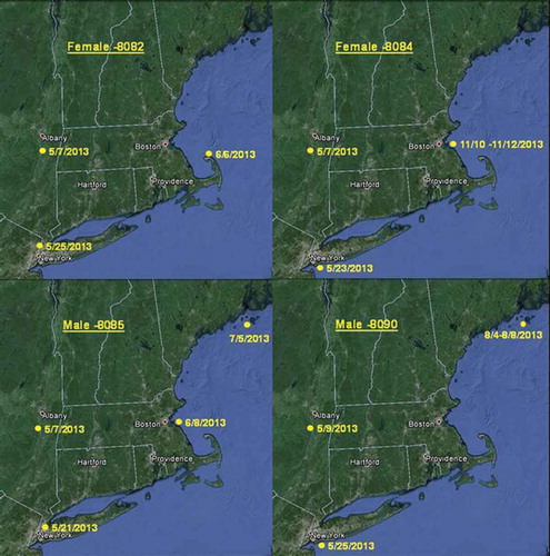 FIGURE 6. Maps of tag returns from the Northeast Atlantic Ocean for two female and two male Blueback Herring.