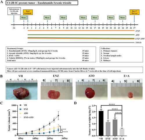 Figure 5. The combination of ENZ and ATO inhibited the growth of C4-2B xenografts. A. The in vivo protocol of the experimental design and treatment groups. B-D. Significant differences were noted in the volume and wet weight of the C4-2B xenografts with different groups. The data are presented as mean ± SD, ****p < 0.0001.