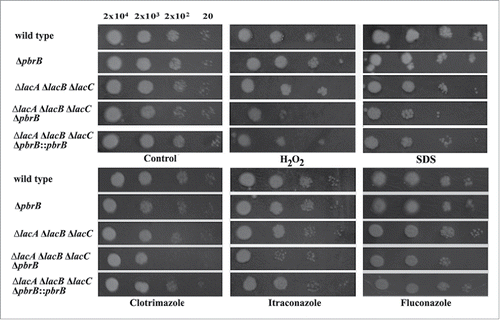 Figure 2. Stress susceptibility tests showing stress sensitive phenotype of ΔlacA ΔlacB ΔlacC ΔpbrB transformant. Ten-fold serial dilutions of conidia were pipetted onto BHI agar containing 2.1 mM H2O2 (oxidative stress), 20 µg/ml SDS (cell wall stress), or antifungal agents (0.1 µg/ml clotrimazole, 0.04 µg/ml itraconazole, and 40 µg/ml fluconazole). Plates were placed in 37°C incubator for 1 week. Growth of the ΔlacA ΔlacB ΔlacC ΔpbrB strain was only evident in spots containing the higher concentrations of conidia showing that this strain is more sensitive to certain stressors compared with wild-type G681 and other mutants.