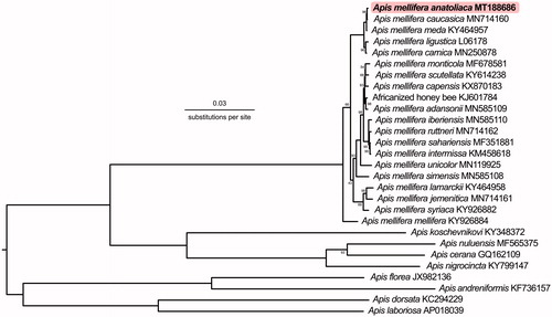 Figure 1. Phylogenetic tree showing the relationship between A. m. anatoliaca and 27 other Apis honey bees. The tree is midpoint rooted. Node labels indicate the bootstrap values and unlabeled lineages are 100%. GenBank accession numbers are provided.