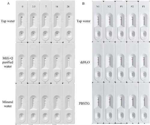 Figure 4. (A) Colloidal gold-strip-based immunoassay of different source waters with spiked CBF. (B) Influences of tap water, ddH2O, and PBSTG on the colloidal gold-strip based immunoassays for the CBF detection spiked in five different pesticide preparations. N1 and N2 mean pesticide preparations with negative CBF addition, while P1 to P3 are positive samples.
