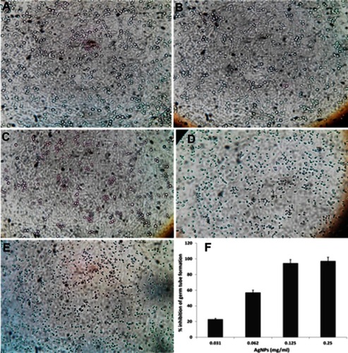 Figure 10 Effects of different concentration of ScAgNPs on germ tube formation of C. albicans. (A) control; (B) 0.031; (C) 0.062; (D) 0.125; and (E) 0.250 mg/mL of ScAgNPs. (F) Depicts the percentage inhibition of germ tube formation at various concentrations of ScAgNPs.Abbreviation: ScAgNPs, Syzygium cumini silver nanoparticles.