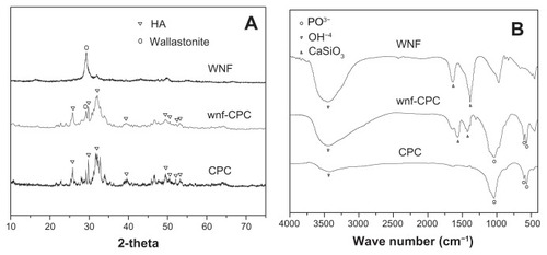 Figure 2 X-ray diffraction (A) and Fourier transform infrared spectroscopy (B) patterns of wollastonite nanofibers (WNFs), WNF-doped calcium phosphate cement (wnf-CPC) with 10 wt% WNFs, and calcium phosphate cement (CPC).Abbreviation: HA, hydroxyapatite.