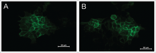 Figure 2. Immunofluorescence microscopy of the EGF-Receptor. Regular staining of EGFR on the cell membrane without Zn-NPs (A) as well as after addition of Zn-NPs (B), showing no significant difference.
