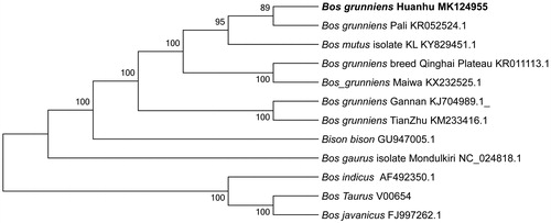 Figure 1. Phylogenetic relationships of 12 species based on protein-coding genes using the neighbor-joining (NJ) methods. The bootstrap values from 1000 replicates are shown next to the branches.