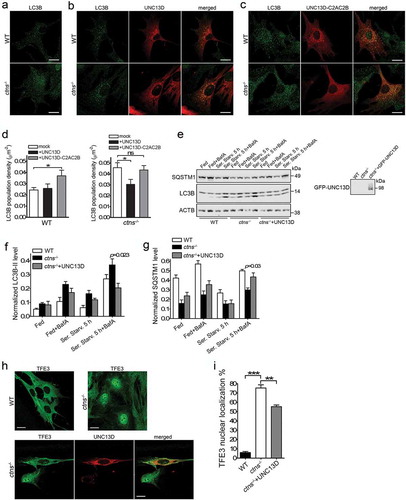 Figure 8. UNC13D expression improves autophagy in a model of the lysosomal-storage disease cystinosis. (a–c) WT and ctns−/- mouse embryonic fibroblasts were mock transfected (a), transfected with mCherry-UNC13D (b) or with mCherry-UNC13D-C2AC2B (C) expression vectors and immuno-stained with an anti-LC3B antibody. Representative confocal images are shown. Scale bar: 20 µm. (d) LC3B puncta density was calculated using Image Pro. Data are presented as mean ± SEM. At least 20 cells were analyzed. *p < 0.05. ANOVA followed by Fisher’s post-hoc test. (e–g) Analysis of the effect of UNC13D exogenous expression on autophagic flux in ctns−/- cells under fed, starved and blocked conditions. ctns−/- cells and ctns−/- cells expressing GFP-UNC13D were fed, starved and/or treated with bafilomycin and analyzed for the expression of LC3B and SQSTM1 levels by Western blot. (e) Representative of 4 independent experiments. (f) and (g) The data are presented as Mean ± SEM. (h) and (i), Immunofluorescence analysis and quantification of the nuclear localization of TFE3 in wild-type, ctns−/- and ctns−/- cells expressing mCherry-UNC13D. Scale bar: 20 µm. n = 3; Mean ± SEM. At least 50 cells were analyzed. **p < 0.01 and ***p < 0.001.