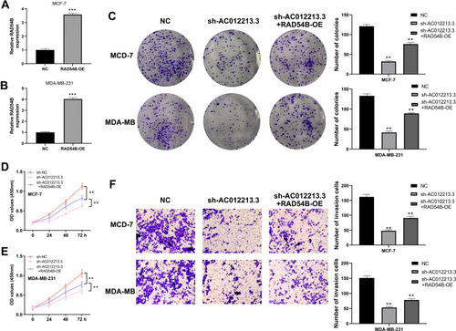 Figure 6 The oncogene effect of AC012213.3 partly depend on RAD54B.